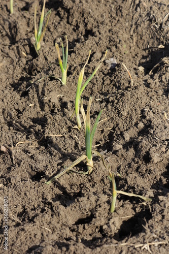 onion in the ground in a Kansas garden in the spring.