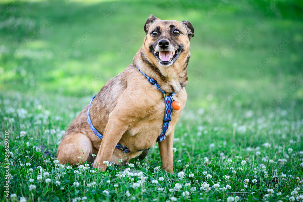portrait of happy adult red half-breed dog on green grass in a park