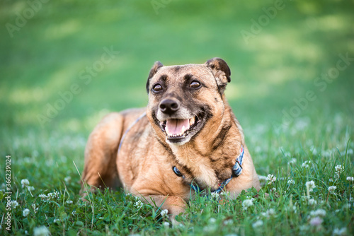 friendly pet portrait of happy adult red half-breed dog on green grass in a park