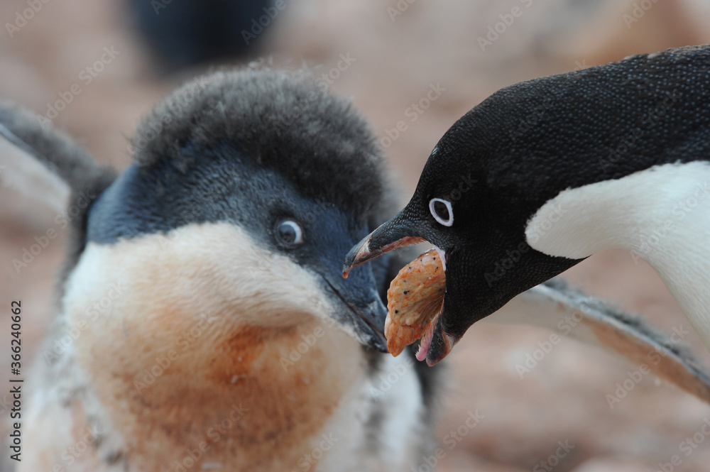Naklejka premium Penguin Adelie Pygoscelis adeliae - the most widely spread penguin species.