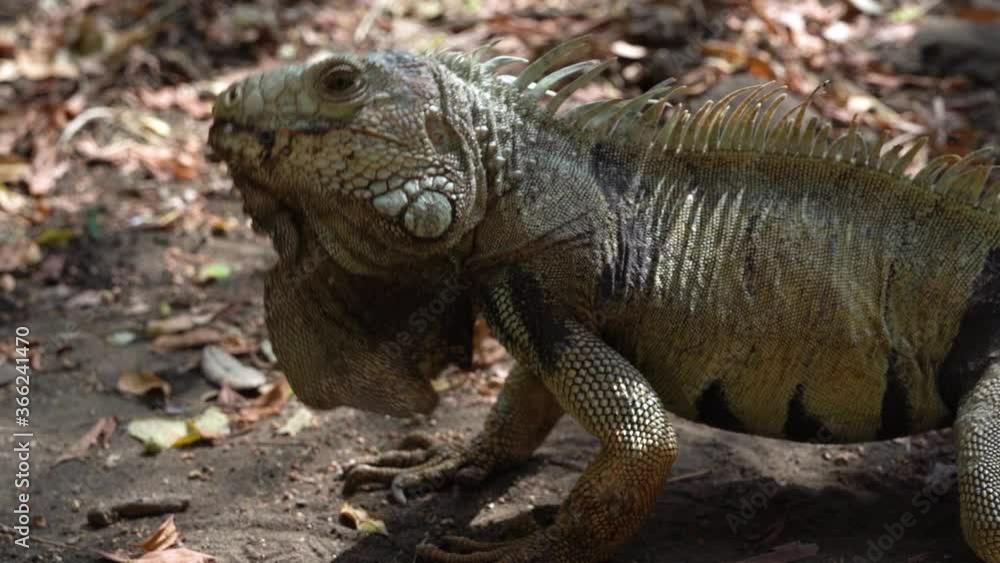 Green Iguana shaking head up and down in slowmo, natural behavior, exotic reptile Green Iguana shaking head up and down in slowmo, natural behavior, exotic reptile