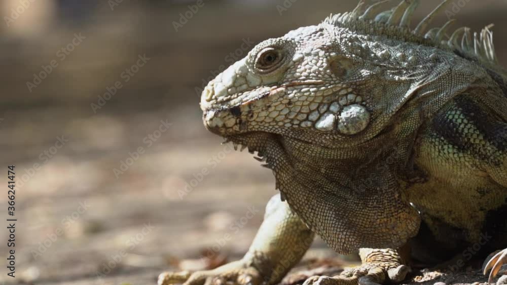 Sun shines bright on head of Green Iguana, beautiful bokeh background, slowmo Sun shines bright on head of Green Iguana, beautiful bokeh background, slowmo