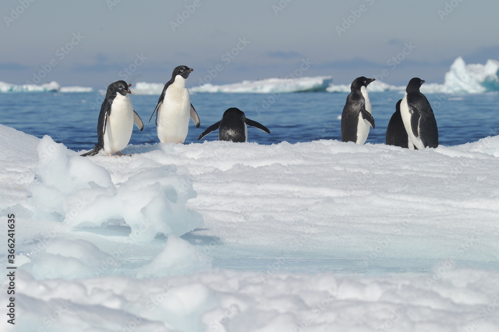 Fototapeta premium Penguin Adelie Pygoscelis adeliae - the most widely spread penguin species.
