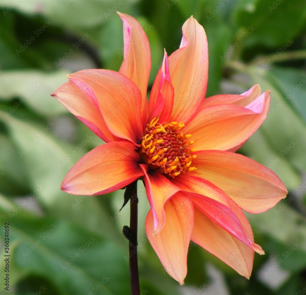 Flower. Flower.