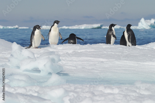 Penguin Adelie Pygoscelis adeliae - the most widely spread penguin species.