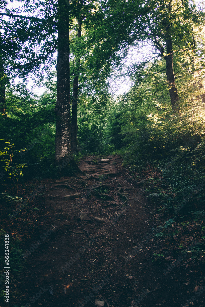 Obraz premium morning in the forest