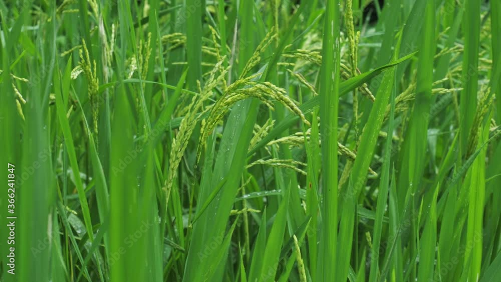 Young Green paddy rice background Young Green paddy rice background