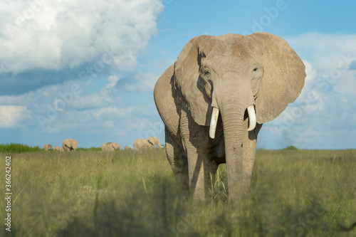 African elephant (Loxodonta africana) foraging in grassland, close by, looking at camera, Amboseli national park, Kenya.
