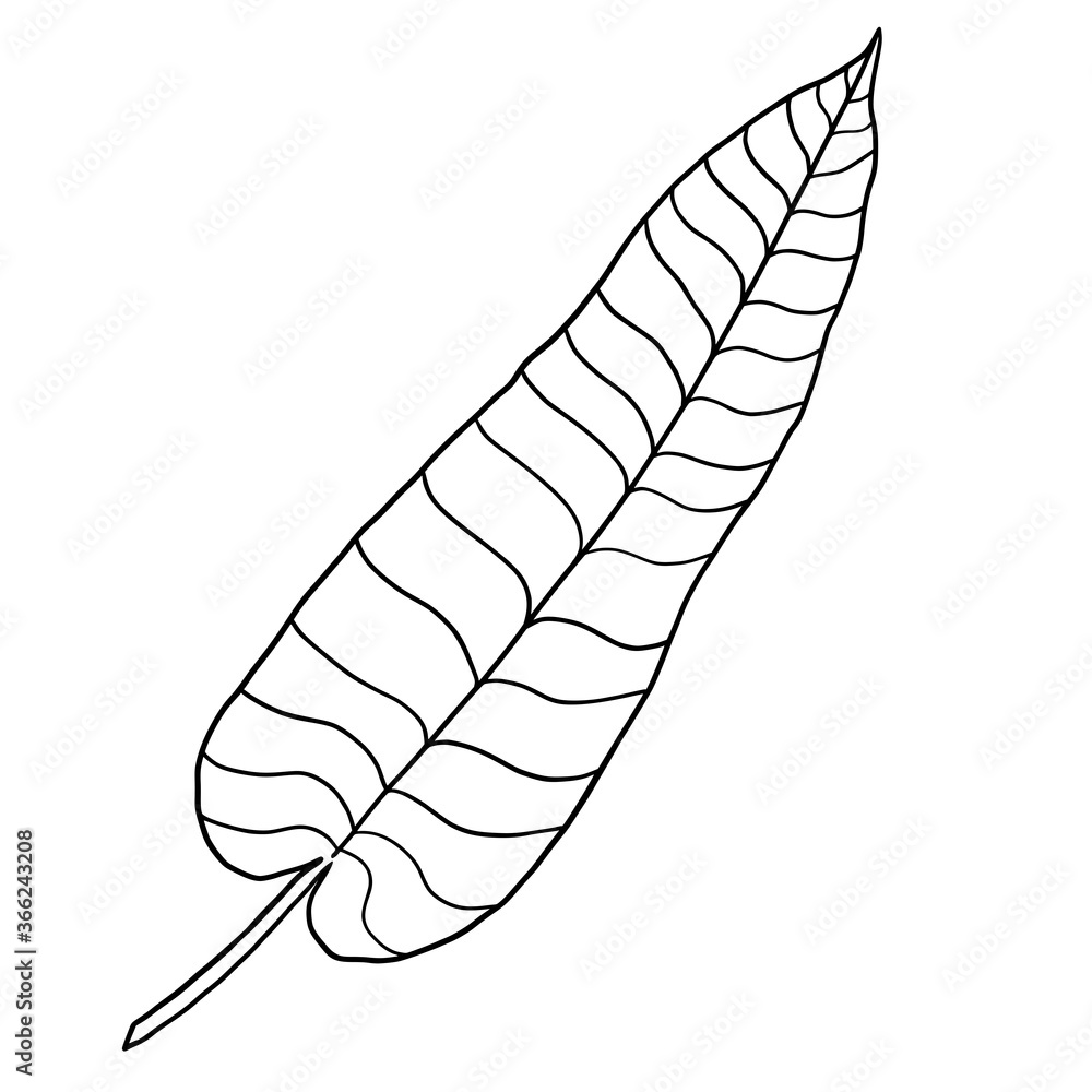Vector Isolated tropical palm leaf illustration. Hand drawn tropical palm leaf line element. Elephant ear leaf. Vector Isolated tropical palm leaf illustration. Hand drawn tropical palm leaf line element. Elephant ear leaf.