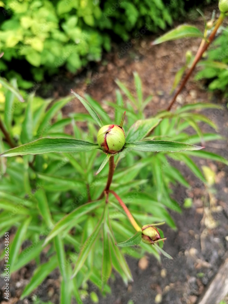 An unopened green peony Bud growing among the greenery. An unopened green peony Bud growing among the greenery.