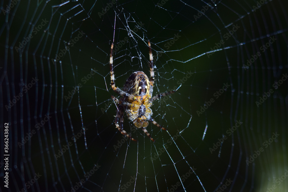 Orb spider on web early morning 