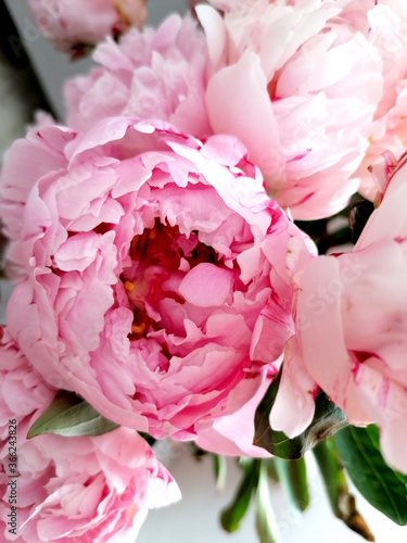 Fototapeta Naklejka Na Ścianę i Meble -  Delicate pink blooming peony flower.