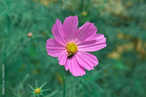 pink cosmos with small insect eating yellow pollen in green garden bokeh background