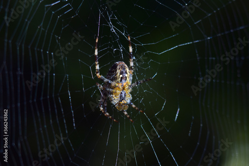 Orb spider on web early morning  © Aaron