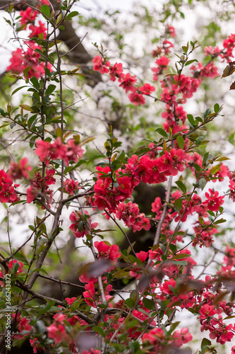 Red flowers blooming in the tree in spring time