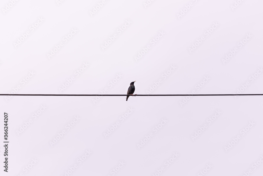 Starling sitting on power cables in summer time Starling sitting on power cables in summer time