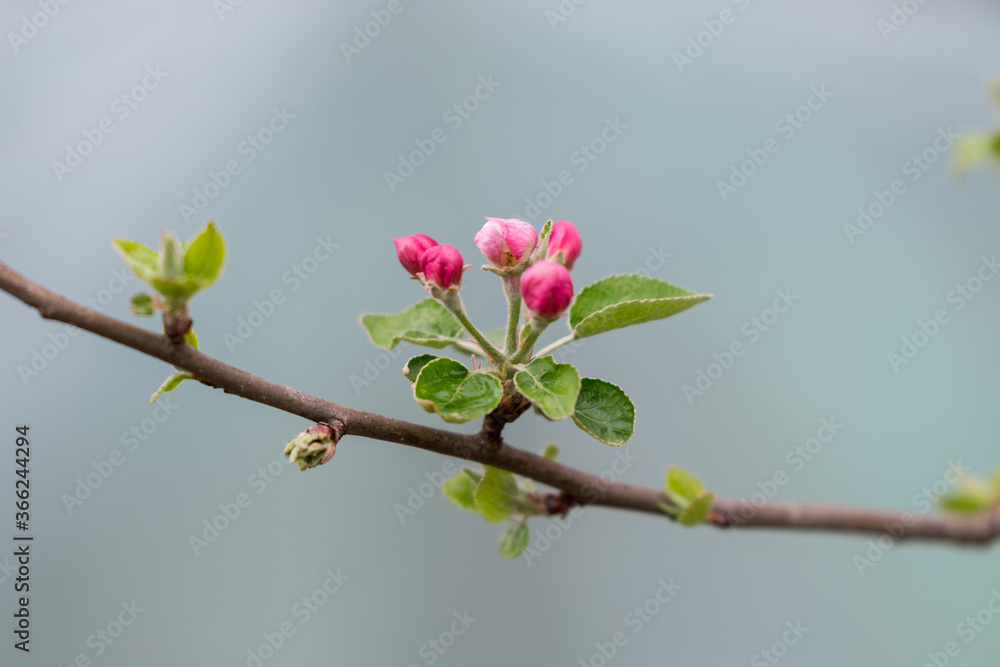Blooming branch of apple in spring time Blooming branch of apple in spring time