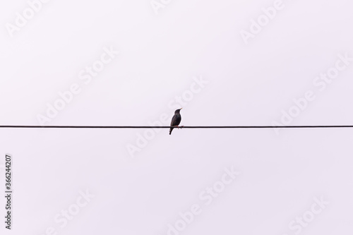 Starling sitting on power cables in summer time