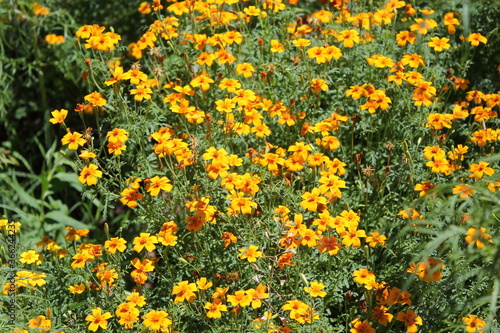 yellow flowers background