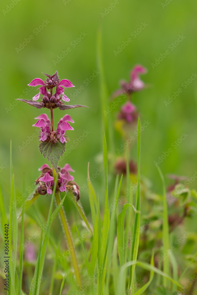 Lamium purpureum flower in bloom in spring season Lamium purpureum flower in bloom in spring season