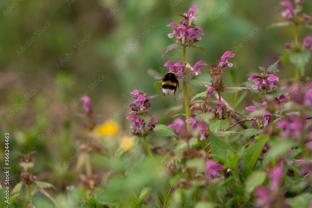 Lamium purpureum flower in bloom in spring season Lamium purpureum flower in bloom in spring season