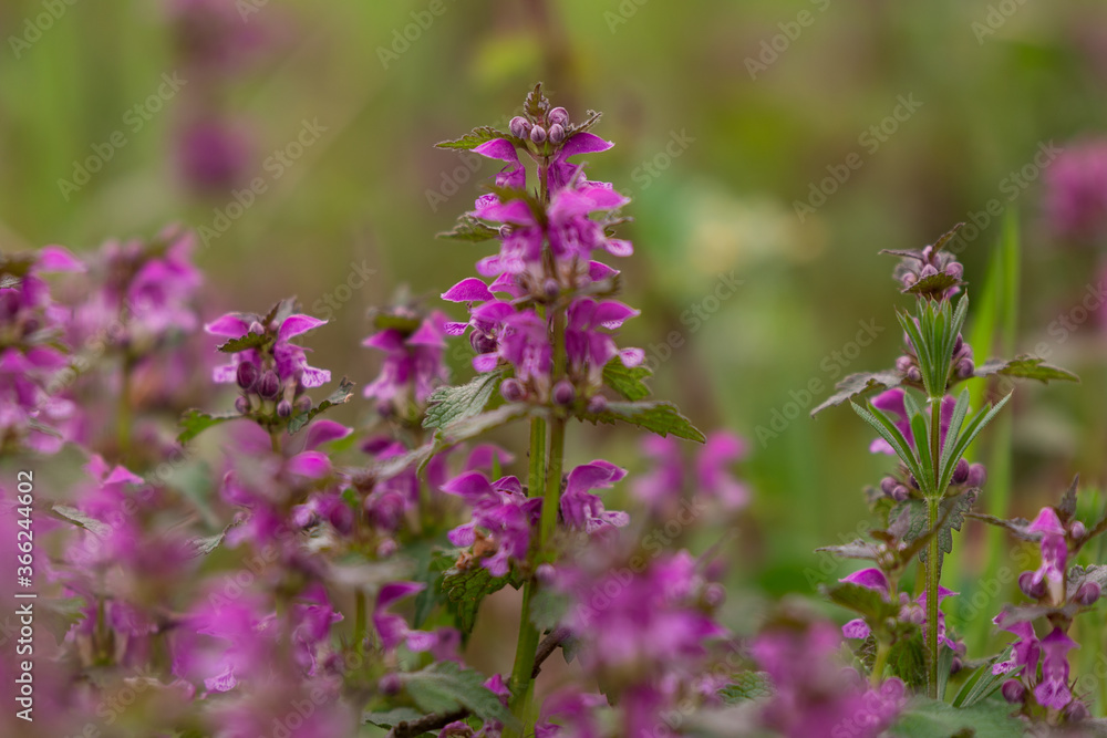 Lamium purpureum flower in bloom in spring season