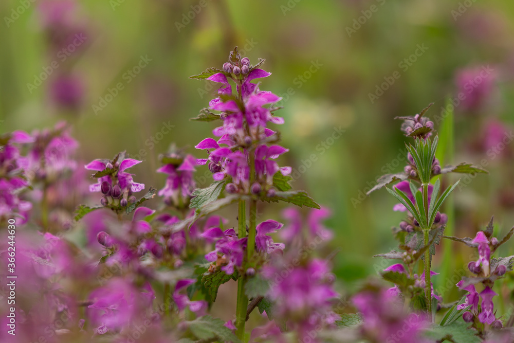 Lamium purpureum flower in bloom in spring season Lamium purpureum flower in bloom in spring season