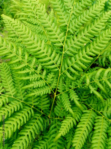 Green fern leaves in the forest close-up and from afar.