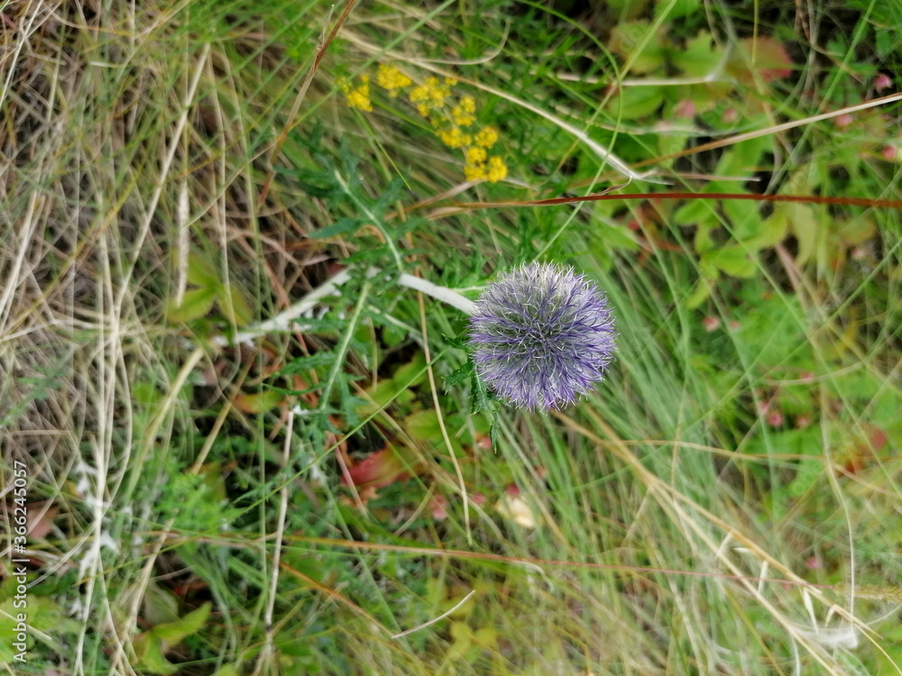 Purple, blue thistles growing in the green grass. Purple, blue thistles growing in the green grass.