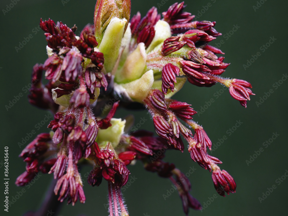 Obraz premium Budding flowers or buds of a tree in springtime macro