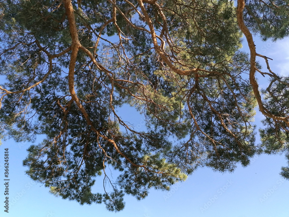 Fototapeta premium Pine leaves and branches close-up.