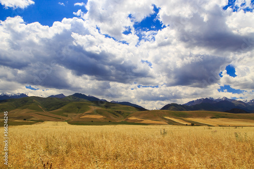 Yellow wheat field against the background of mountains and blue sky. Harvest bread. Summer landscape. Kyrgyzstan