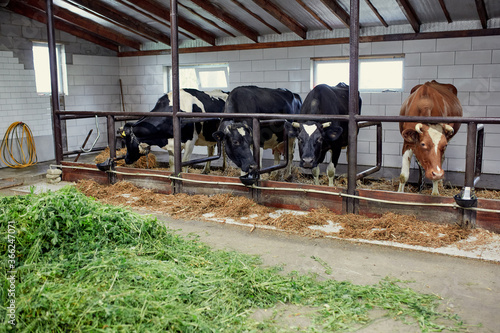 A herd of cows inside a dairy farm eating grass and hay, drinking water.