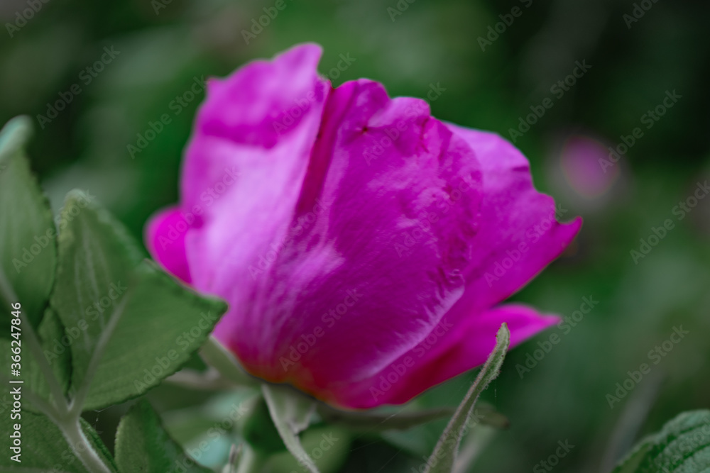 pink flower in the garden