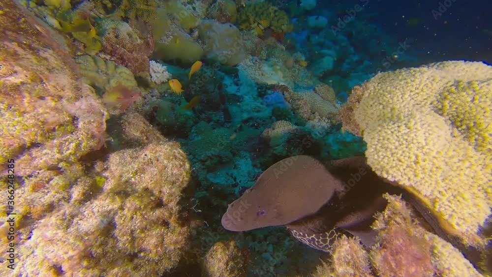 Moray eel at the bottom of sea hiding in corals. Close up view Moray eel at the bottom of sea hiding in corals. Close up view
