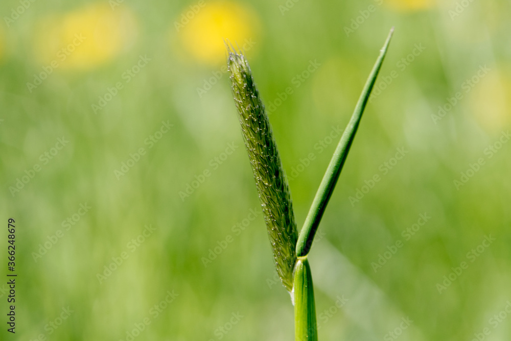 Der Samen des Gras