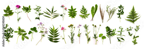 herbarium of various plants on a white background. Freshly cut plants. Botanical collection. Forest flowers  herbs  berries