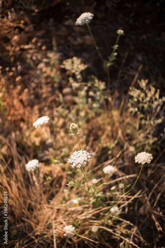 bonita flor efecto bokeh blanca en el campo
