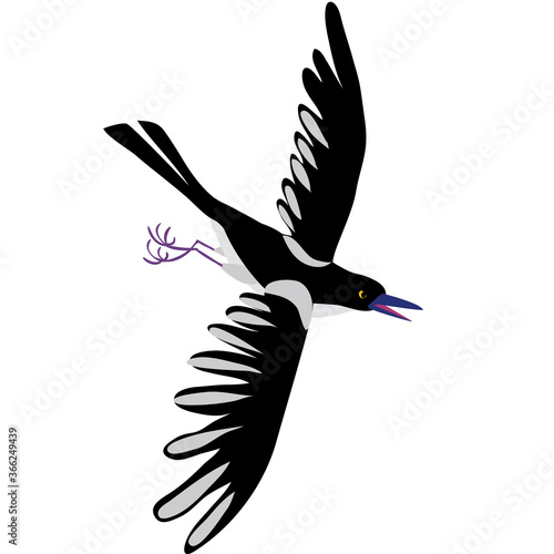 magpie with outstretched wings in flight