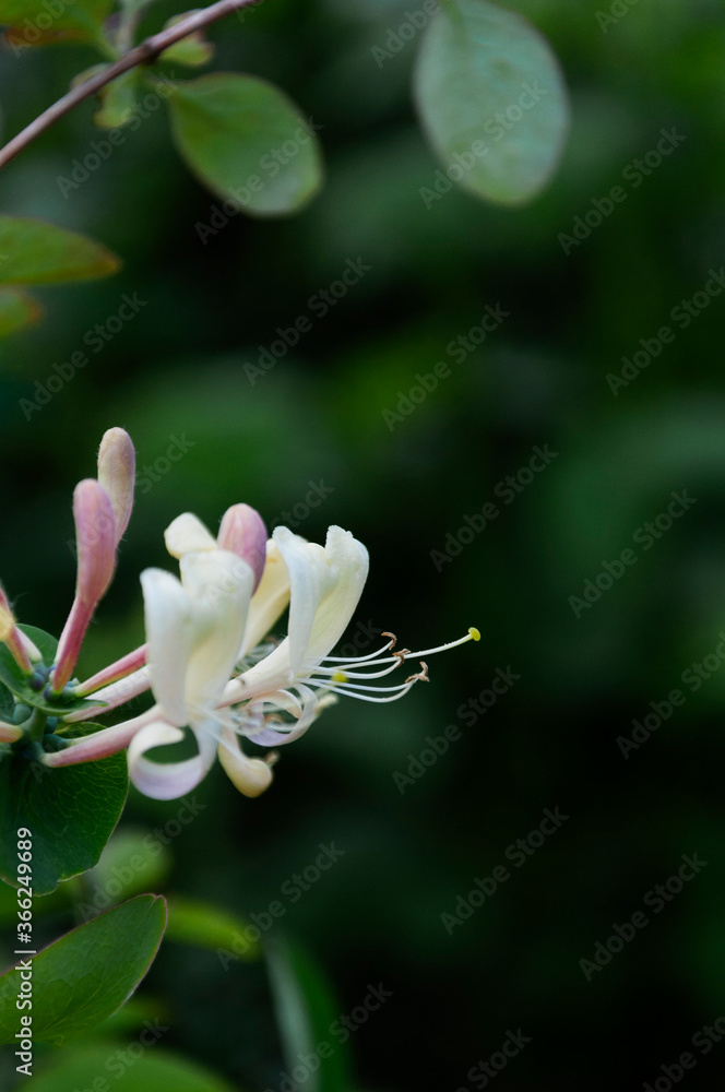 Fototapeta premium Lonicera etrusca, Etruscan honeysuckle