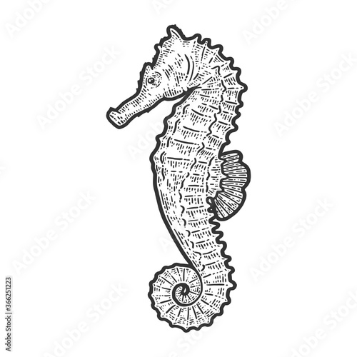 Seahorse fish. Sketch scratch board imitation. Black and white.