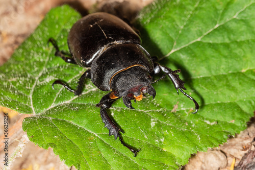 The European stag beetle (Lucanus cervus) is one of the best-known species of stag beetle (family Lucanidae) in Europe, and is the eponymous example of the genus. Lucanus cervus female