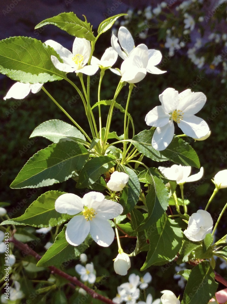 Obraz premium white flowers on a green background