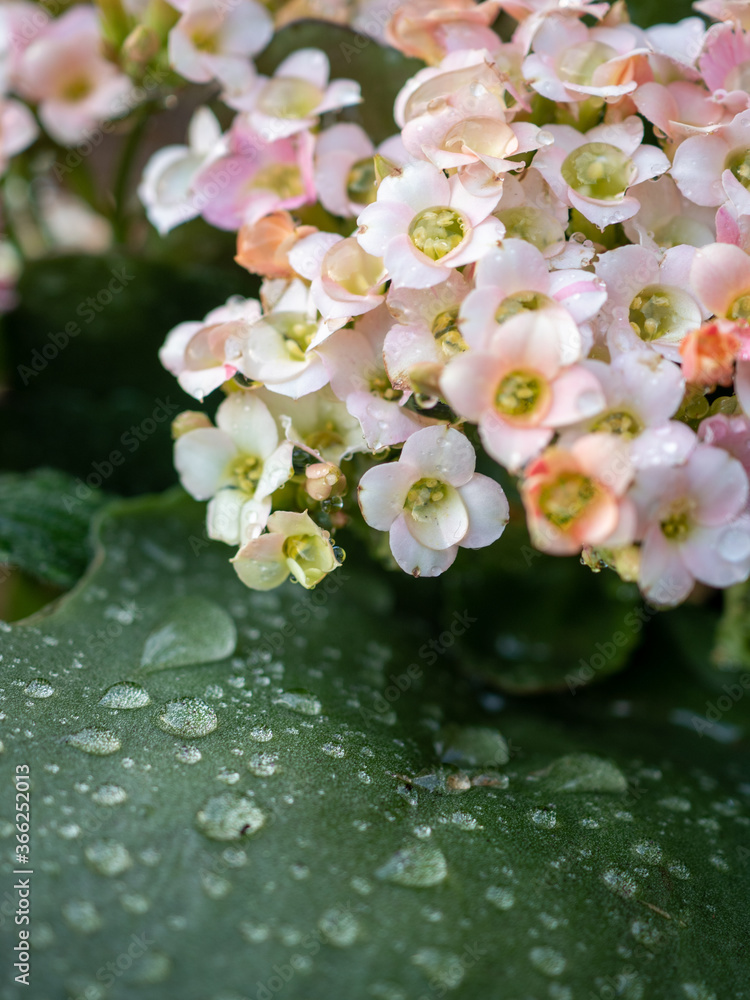 pink flower with water drops