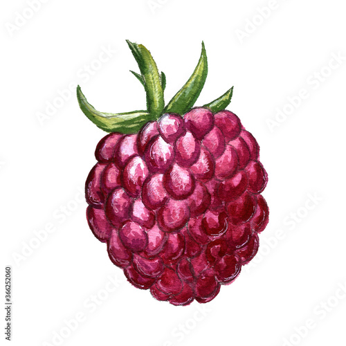 Hand drawn illustration of raspberry. Berry drawing isolated on white background. Organic fruit grown on the farm