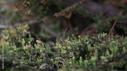 Ensemble de petits champignons recouvrant l'humus forestier photo