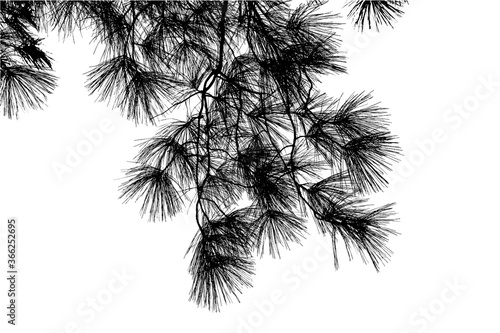 Silhouettes of branches of pine tree isolated on white. Vector illustration
