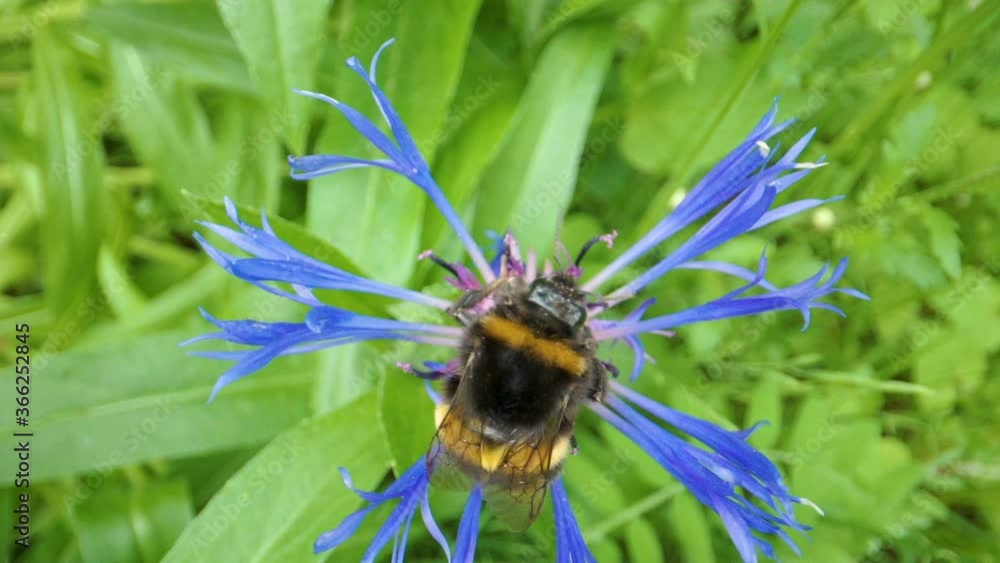 Top view of the bees on top of the perennial cornflower plant Top view of the bees on top of the perennial cornflower plant