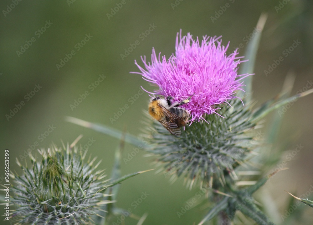 Hummel auf der Blüte einer Kratzdistel im Sommer bei Sonnenlicht Hummel auf der Blüte einer Kratzdistel im Sommer bei Sonnenlicht
