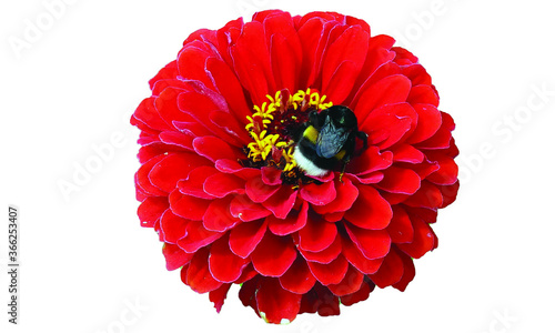 Blüte mit Hummel